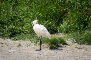 A Eurasian Spoonbill resting near a lake