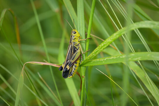 A Large Banded Grasshoppers sitting on grass