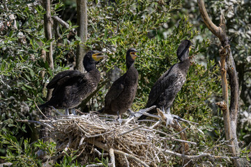 A group of young great cormorants resting in the nest