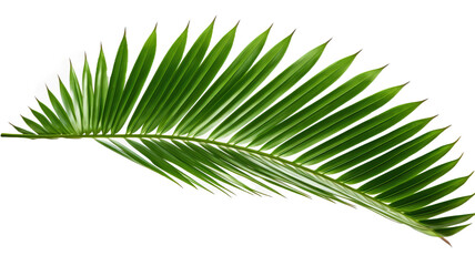 Obraz premium coconut leaf leaf leaves plant nature foliage stalk green tree transparent background cutout