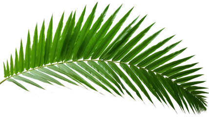 Obraz premium coconut leaf leaf leaves plant nature foliage stalk green tree transparent background cutout