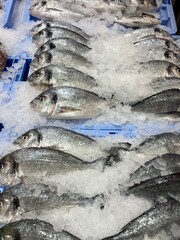 Sea bass fish carcasses in raws on the ice in the supermarket at the fish department stand. Fresh sea bass fish for sale on the fish market.