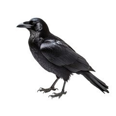crow shot, isolated on transparent background cutout 