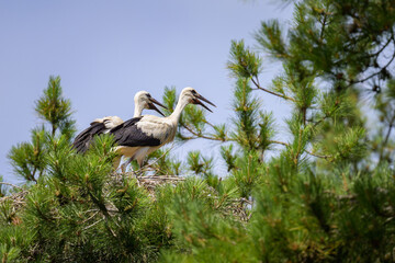 A group of White Storks standing in the nest