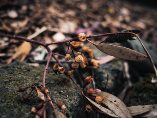 Branch on the ground