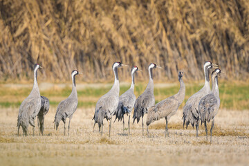 A group of Common Cranes standing on a meadow