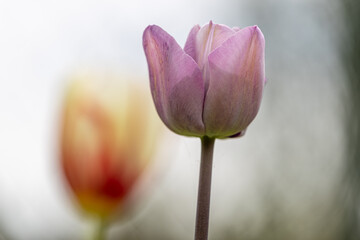 Tulpen im Detail