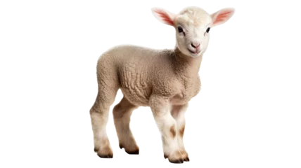 Poster cute lamb, isolated on white background cutout © Pixel Town