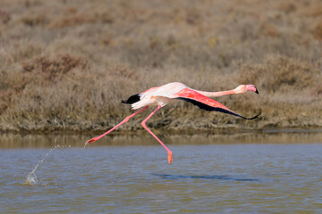 Obraz premium A Greater Flamingo running for take off