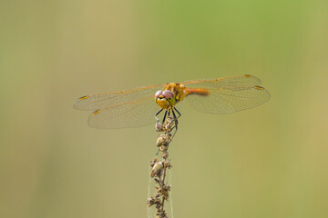 A vagrant darter dragonfly resting on a plant