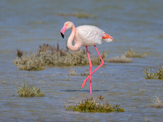 A Greater Flamingo walking in the water looking for food