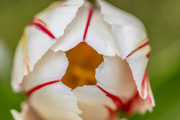 Tulpen im Detail - 671449790