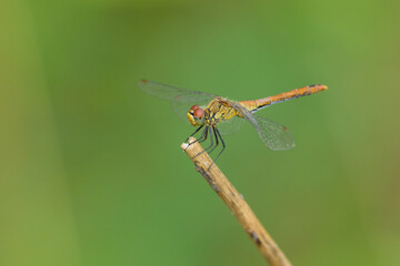 A vagrant darter dragonfly resting on a plant
