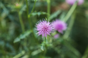 Purple thistle flower found in a botanical garden.