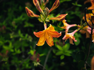 Orange flowers in the garden