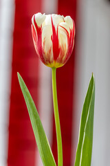 Tulpen im Detail - 671450177