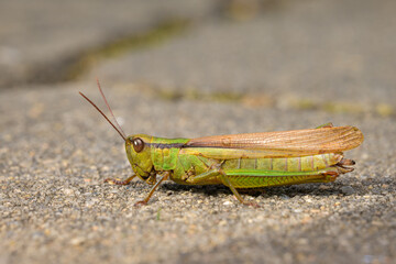 A green grasshopper sitting on the ground