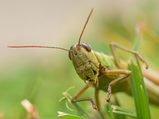 A green grasshopper sitting in the grass