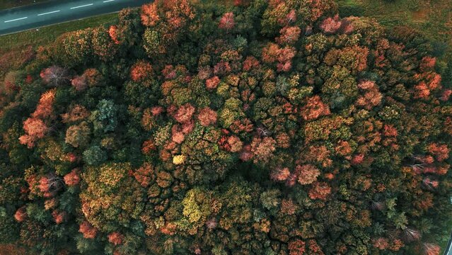 Colorful Grove Of Autumn Trees Along A11 Road At Croxton Road Near Thetford, Norfolk, UK. Descending Shot