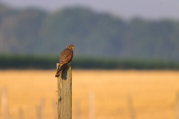 A Common Kestrel sitting on a wooden pole
