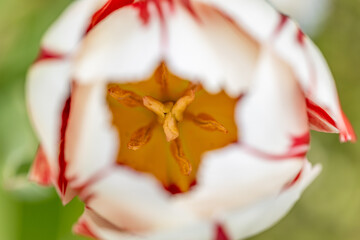 Tulpen im Detail