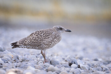 Obraz premium A young european herring gull standing on the beach