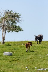 Naklejka na ściany i meble Free-roaming horses on green pasture