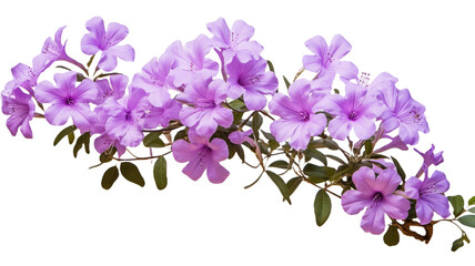 flowerm lavender flora blossom bloom petal nature garden floweret floret purple flower plant tree transparent background cutout