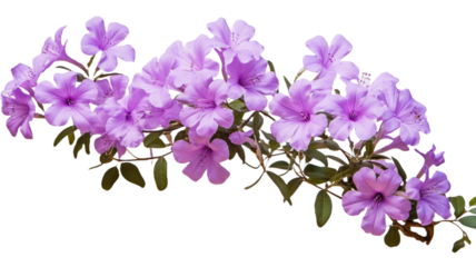 flowerm lavender flora blossom bloom petal nature garden floweret floret purple flower plant tree transparent background cutout