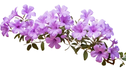 Foto auf Acrylglas flowerm lavender flora blossom bloom petal nature garden floweret floret purple flower plant tree transparent background cutout © Pixel Town