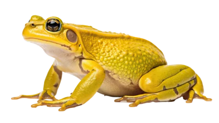Deurstickers frog batrachian croaker toad bullfrog amphibian tadpole reptile animal white background cutout © Pixel Town