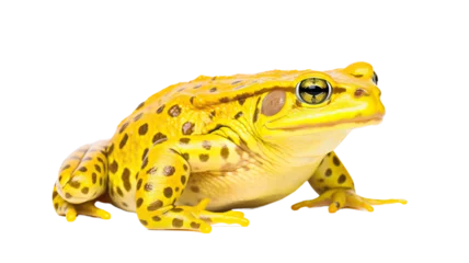 Foto op Canvas frog batrachian croaker toad bullfrog amphibian tadpole reptile animal white background cutout © Pixel Town