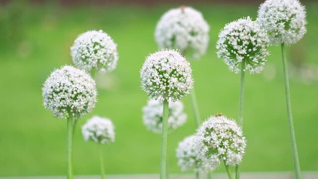 Flowering ornamental onion. Blooming onion big flower head in the garden. Agricultural background. Spring onions or Sibies. Summertime rural scene. White flowers. Allium. Horizontal shot. Copy space	
