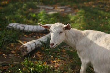white goat on pasture