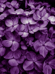 Beautiful purple flowers image,purple,color wallpaper,abstract,background,image