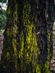 Tree bark with lichen
