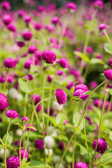 Pink flowers on a background of leaves. Pink clover blooms in the garden in summer in sunny weather. Pink flowers on a background of leaves. Botanical Garden, Batumi, Georgia