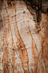 bark of tree. wood texture/ Tbilisi, Georgia