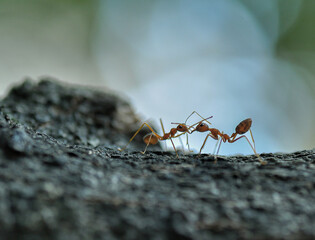 ant on the ground