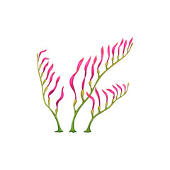 Cartoon underwater Macrocystis seaweed plant. Aquarium and sea algae. Aquarium aquatic weed, coral reef marine algae or tropical sea undersea flora, ocean isolated vector Macrocystis seaweed plant