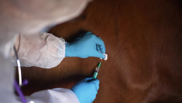 Veterinarian in gloves to vaccinate a cow against anthrax close-up