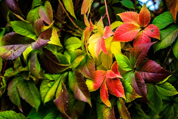 Close-up of beautiful colorful leaves hanging on a fence