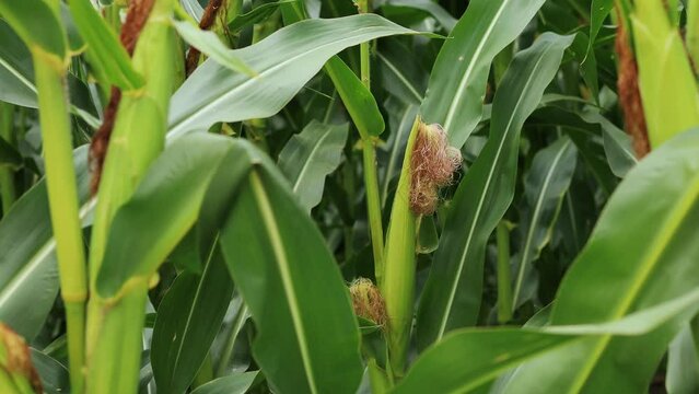 Focusing on a green corn stalk