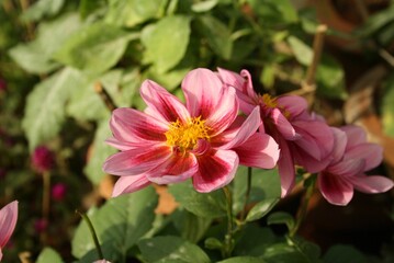 Obraz premium Closeup of pink Dahlia flowers on a shrub