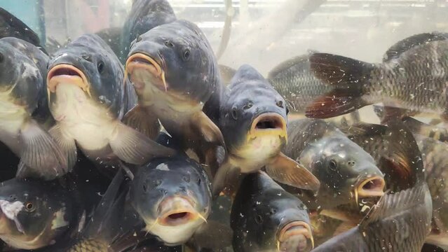 Live carp fish behind the glass of an aquarium for sale in a store. Selling fresh live fish, background.