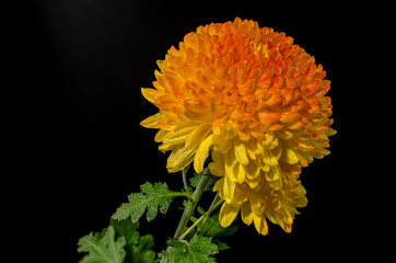Chrysanthemum Safari Orange on a black background