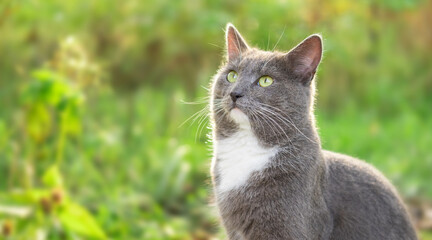 Cat Portrait. Muzzle Close-Up. Graceful Gray Cat walking on green grass meadow. Funny cat outdoors. Beautiful grey feline sitting outside. Fluffy Kitten. Backyard autumn day. Animal in the nature