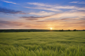 grass field at sunset