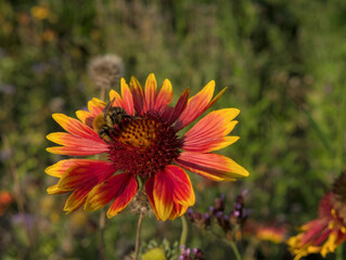 Bumblebee pollinates red and yellow flower, closeup shot 