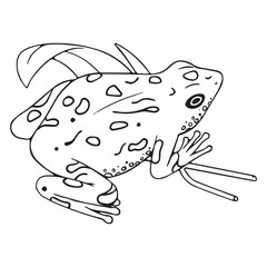 Big toad sits on grass. Outline frog with patterned skin. Contour tropical froggy, drawing amphibian animal. Swamp fauna. Coloring book. Lineart isolated vector illustration on white background